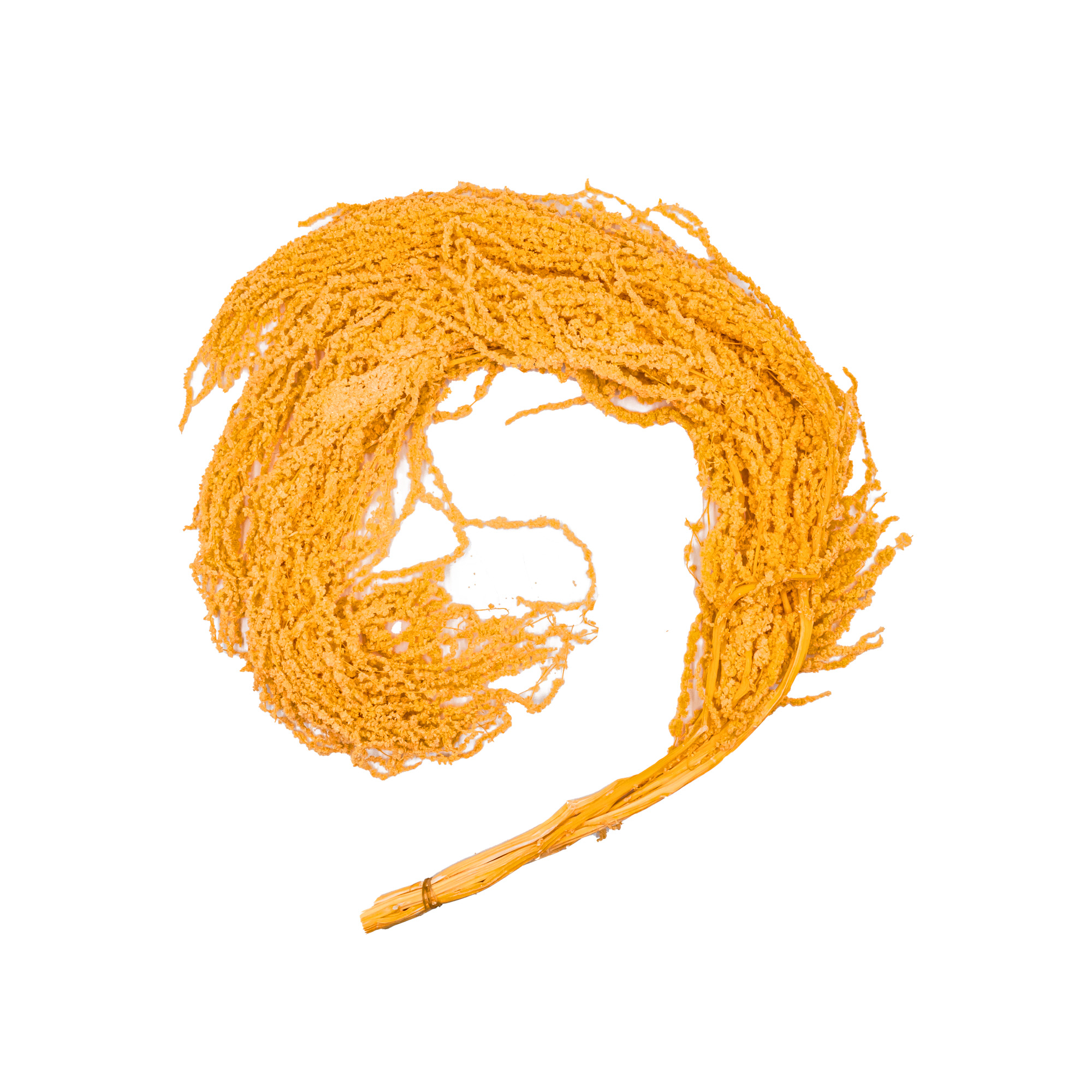 Preserved Amaranthus,5pcs